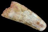 Bargain, Spinosaurus Tooth - Huge Dinosaur Tooth #64585-1